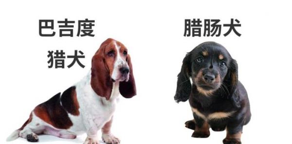 听到“短腿”就觉得是柯基串？这些短腿品种都比柯基还可爱