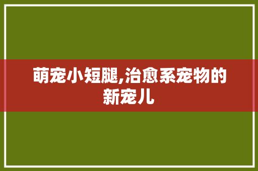 萌宠小短腿,治愈系宠物的新宠儿