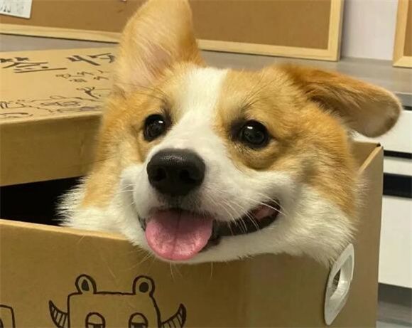 每天认识一只狗——柯基犬：小短腿，大魅力