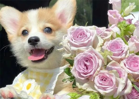 每天认识一只狗——柯基犬：小短腿，大魅力