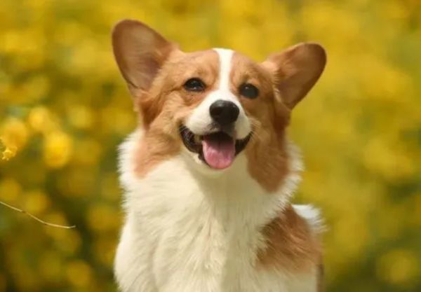 宠知识丨蜜桃臀，小短腿——威尔士柯基犬