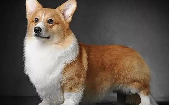 威尔斯柯基犬：小短腿的可爱世界
