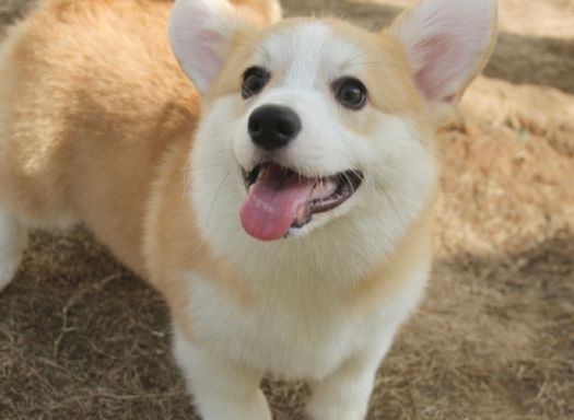小短腿威尔斯柯基犬，教你重拾生活的美好
