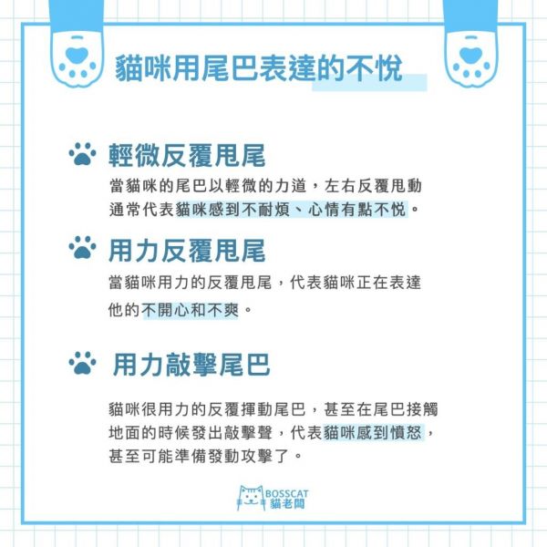 猫咪 7 种常见的尾部动作含义解析