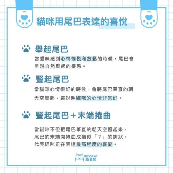 猫咪 7 种常见的尾部动作含义解析