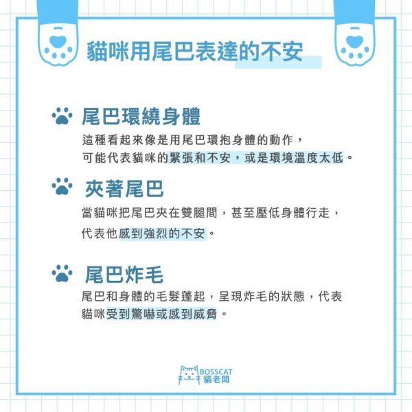 猫咪 7 种常见的尾部动作含义解析