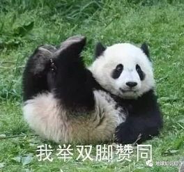 “熊猫萌态,宠物日常,表情包全解析!”