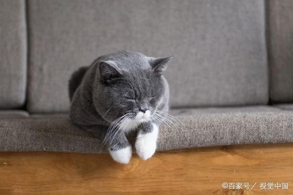 猫咪的5种眼神，代表它有5种不同动机，你了解猫咪吗