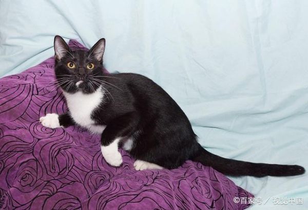 猫咪的5种眼神，代表它有5种不同动机，你了解猫咪吗