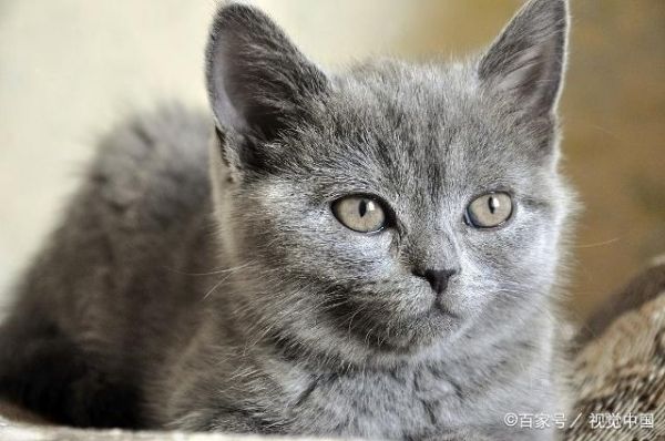 猫咪的5种眼神，代表它有5种不同动机，你了解猫咪吗