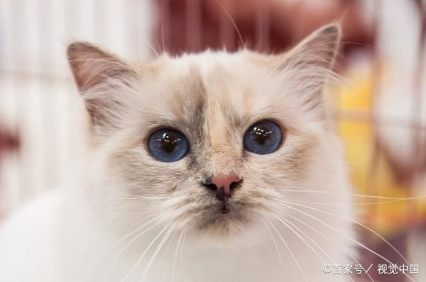 猫咪的5种眼神，代表它有5种不同动机，你了解猫咪吗
