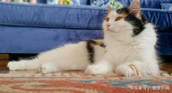 猫咪的5种眼神，代表它有5种不同动机，你了解猫咪吗