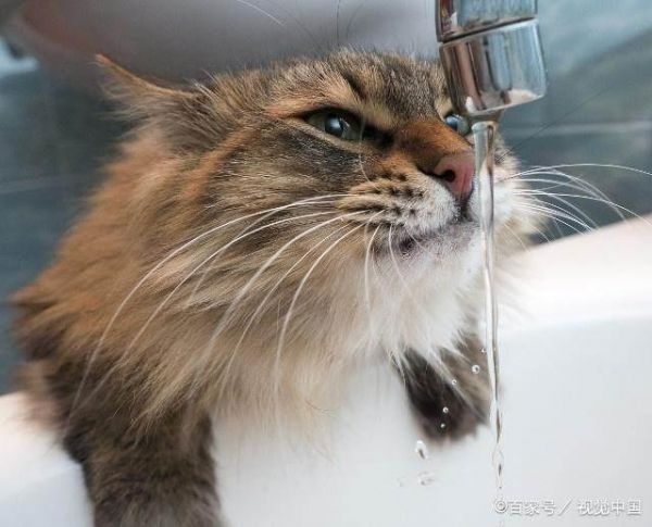 猫咪的5种眼神，代表它有5种不同动机，你了解猫咪吗