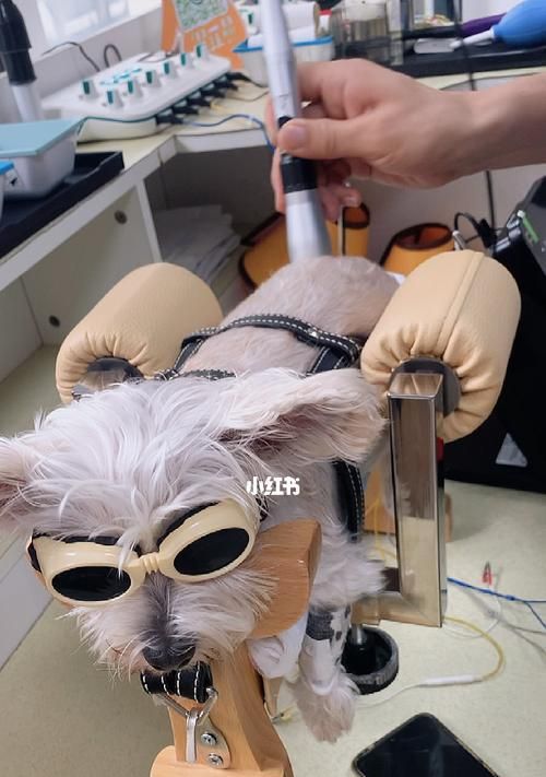 宠物手术后的护理(如何照顾你的狗狗在手术后恢复健康)