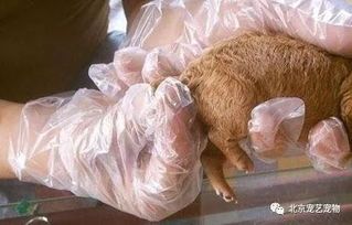 宠物术后需精心照料