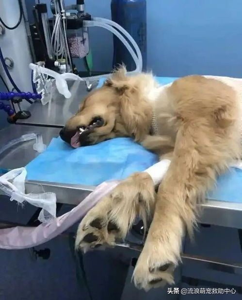 宠物手术视频：如何正确护理宠物手术后？宠物手术后护理指南