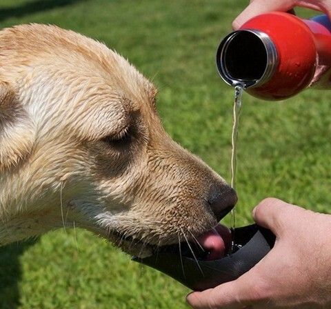 狗狗冬天到底该喝冷水还是温水?