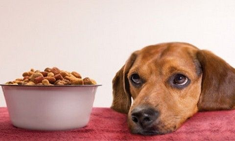 狗狗冬天到底该喝冷水还是温水?