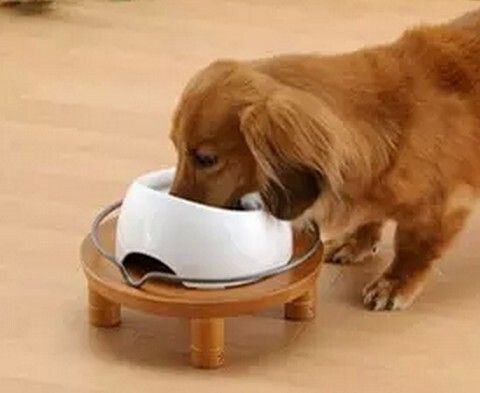 狗狗冬天到底该喝冷水还是温水?