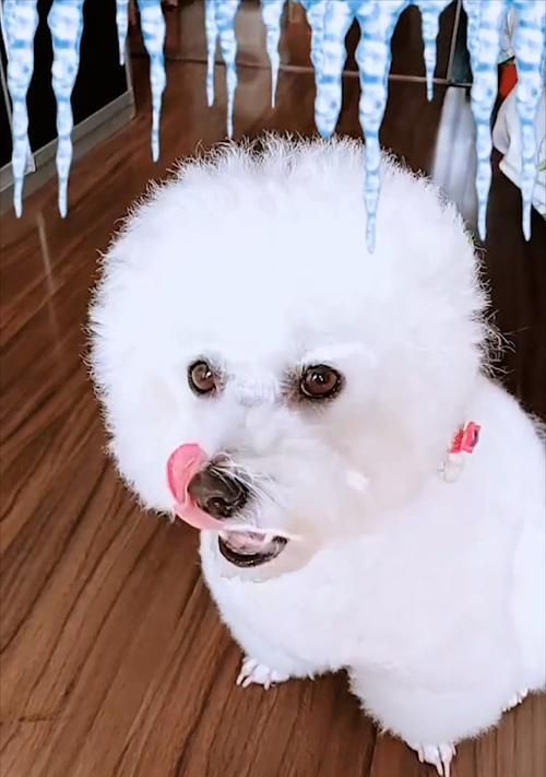 冬季狗狗进食指南（小狗冻到了）