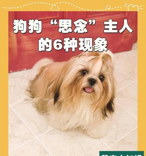 冬季狗狗养护指南（宠物狗的健康与快乐冬季生活）