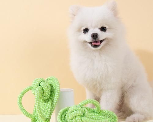 狗狗磨牙必买清单（选择适合狗狗的磨牙用品，让它健康快乐成长）
