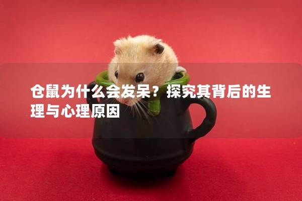 仓鼠为什么会发呆？探究其背后的生理与心理原因