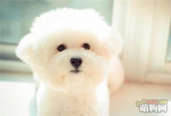 想要养狗，可无奈身体却对狗狗过敏 有什么狗狗是低过敏原