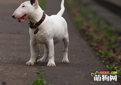 达人自制狗狗美味减肥饭餐