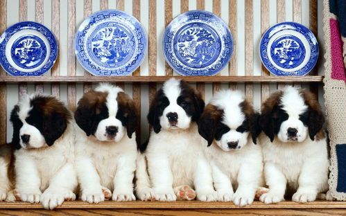 小狗的出生周期:了解小狗从幼犬到成年的时间线