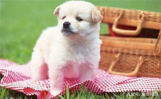 小狗的出生周期:了解小狗从幼犬到成年的时间线