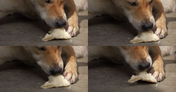 小狗啃食面包狗狗吃东西