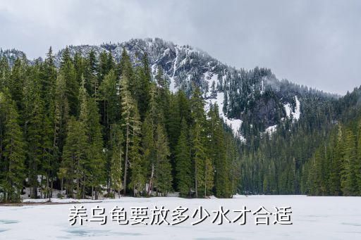 养乌龟要放多少水才合适