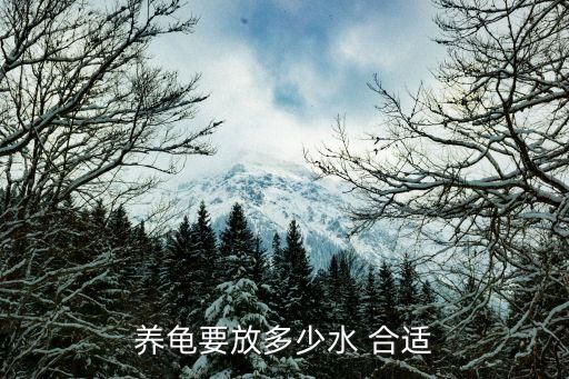 养龟要放多少水 合适
