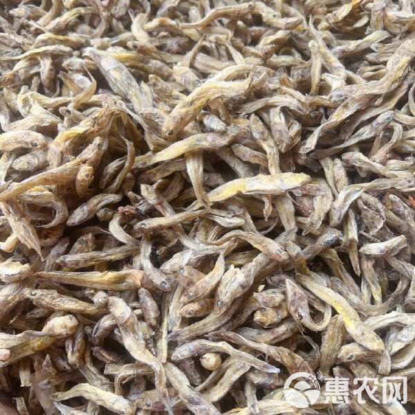 黄鱼 狗头鱼 地摊 电商 批发 光鱼 小黄鱼 龟粮 宠物粮食