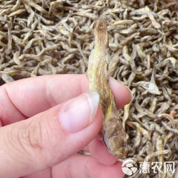 黄鱼 狗头鱼 地摊 电商 批发 光鱼 小黄鱼 龟粮 宠物粮食