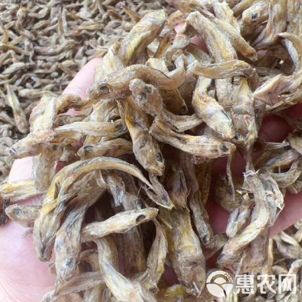 黄鱼 狗头鱼 地摊 电商 批发 光鱼 小黄鱼 龟粮 宠物粮食