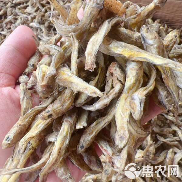 黄鱼 狗头鱼 地摊 电商 批发 光鱼 小黄鱼 龟粮 宠物粮食