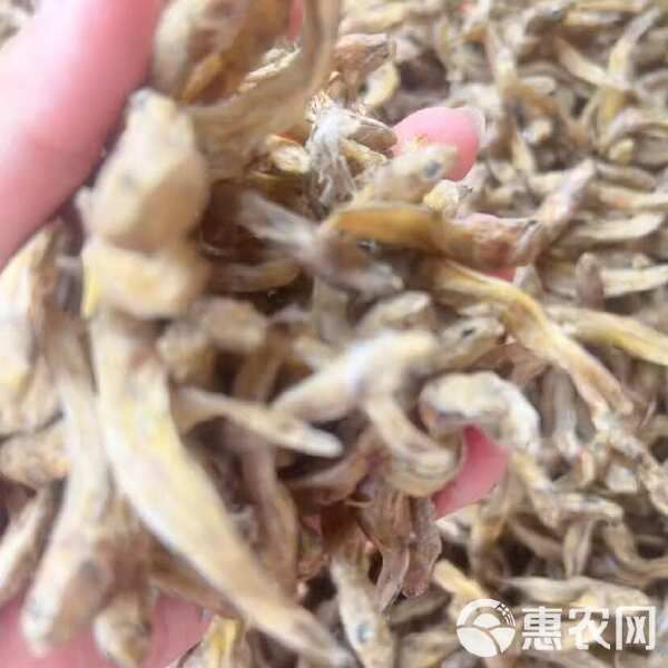 黄鱼 狗头鱼 地摊 电商 批发 光鱼 小黄鱼 龟粮 宠物粮食
