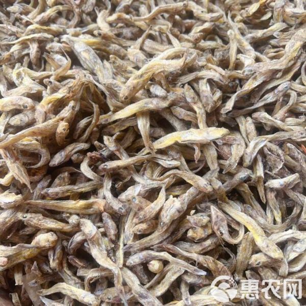 黄鱼 狗头鱼 地摊 电商 批发 光鱼 小黄鱼 龟粮 宠物粮食