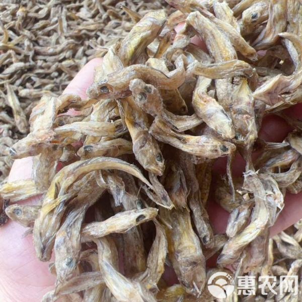 黄鱼 狗头鱼 地摊 电商 批发 光鱼 小黄鱼 龟粮 宠物粮食
