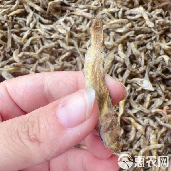黄鱼 狗头鱼 地摊 电商 批发 光鱼 小黄鱼 龟粮 宠物粮食