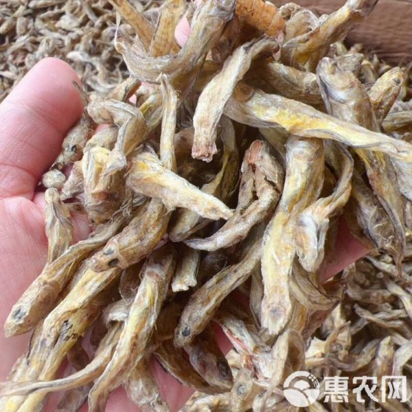 黄鱼 狗头鱼 地摊 电商 批发 光鱼 小黄鱼 龟粮 宠物粮食