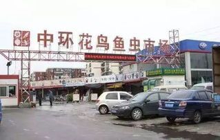 长春花鸟鱼虫批发市场在哪里