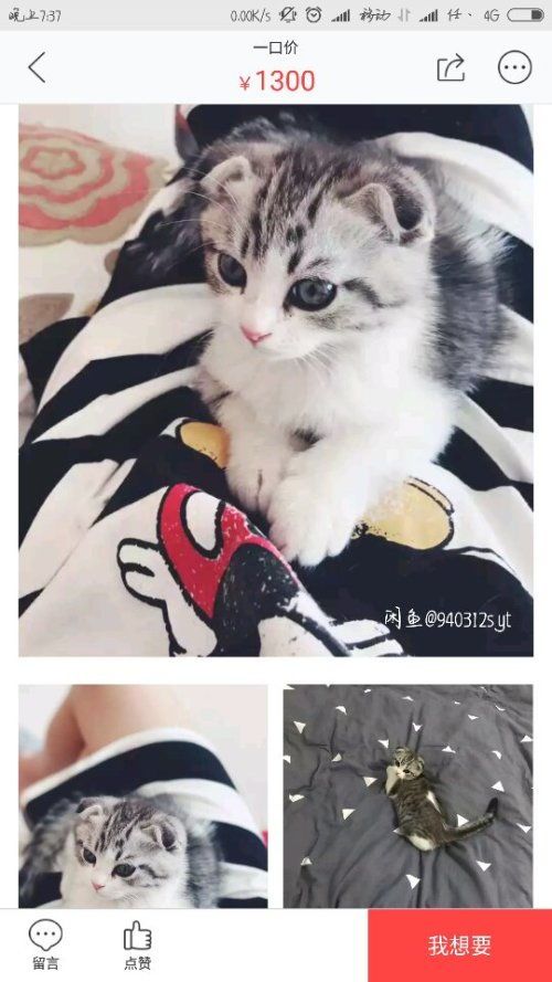请问长春哪里有猫市啊?谢谢