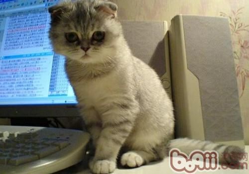 <a href=/zhonglei/mao/ target=_blank class=infotextkey>猫</a>咪的行为治疗