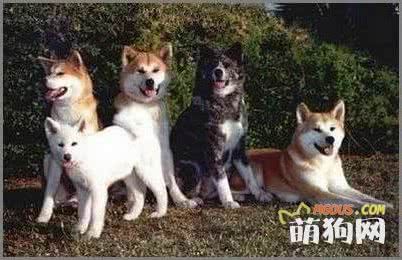 如何给狗减肥？