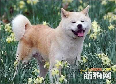 如何给狗减肥？