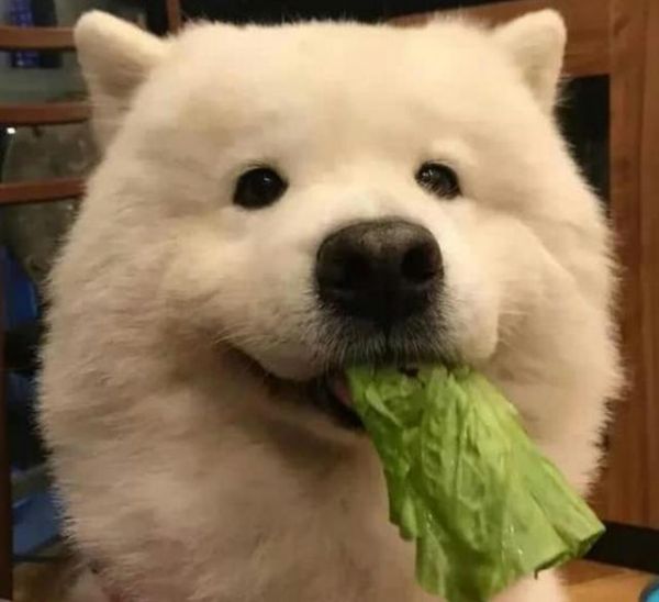 主人嫌弃狗狗胖，让它吃菜叶减肥，表情好委屈！