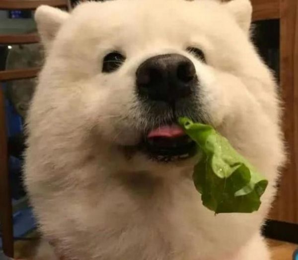 主人嫌弃狗狗胖，让它吃菜叶减肥，表情好委屈！